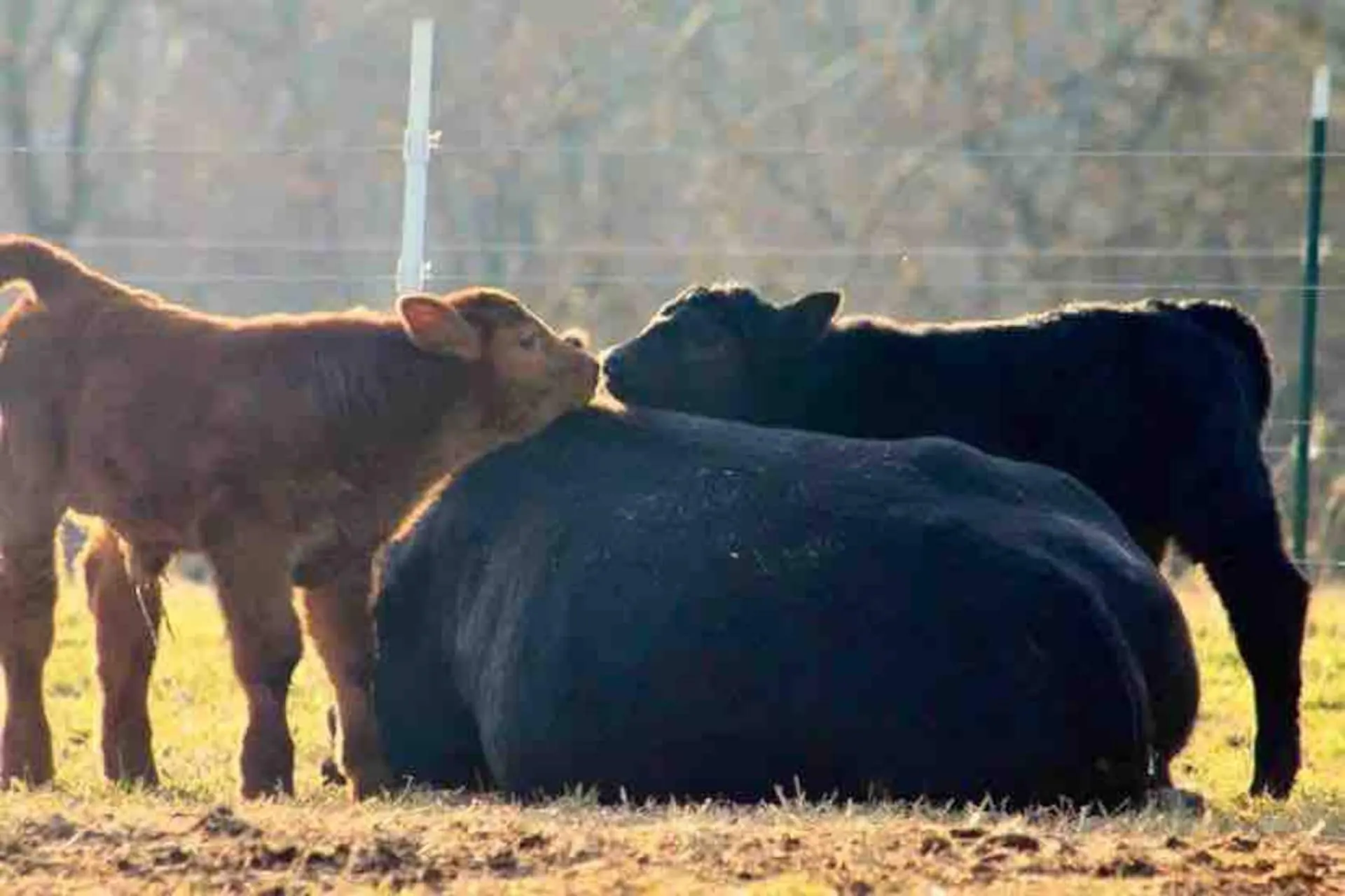Two cattle grazing in warm golden light along the fence line