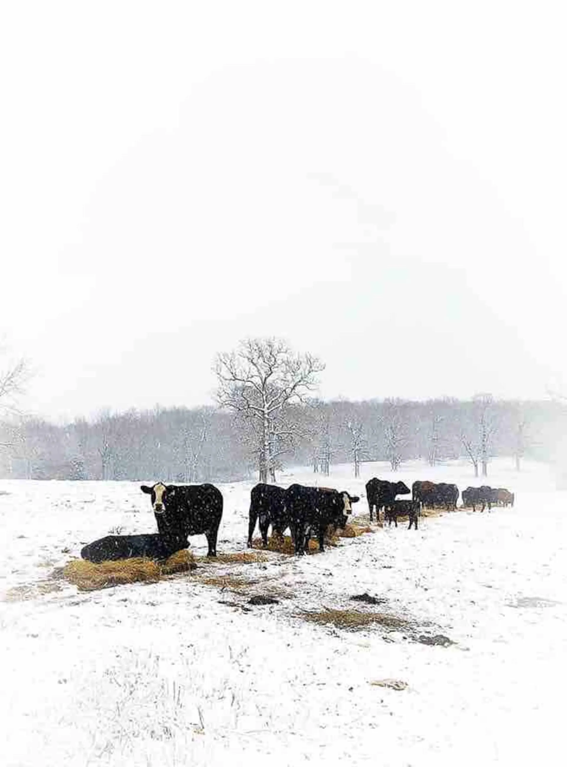Cattle gathered around a bale in a snowy winter pasture