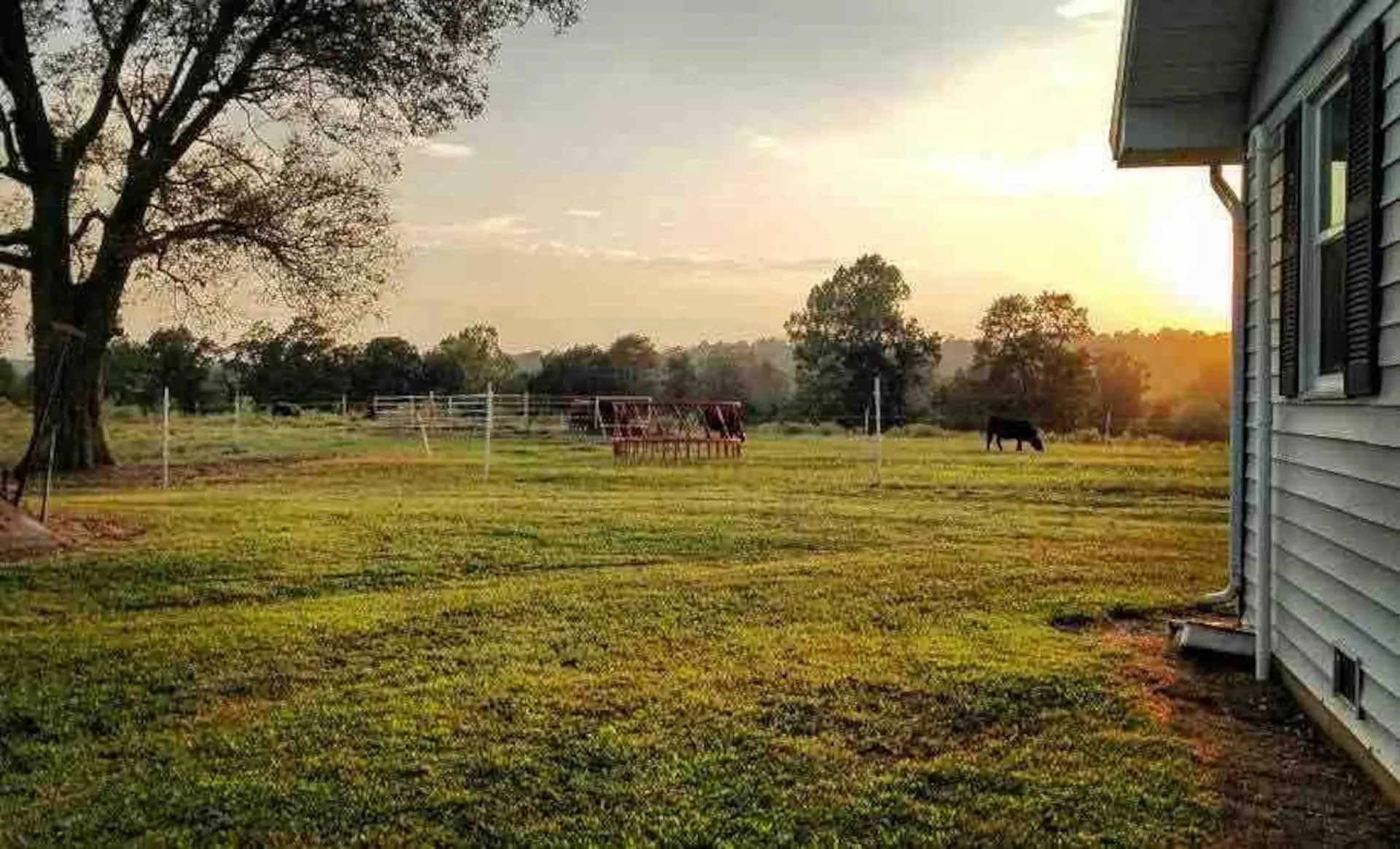 View from beside the farmhouse across the pasture at sunset with cattle grazing along the fence line