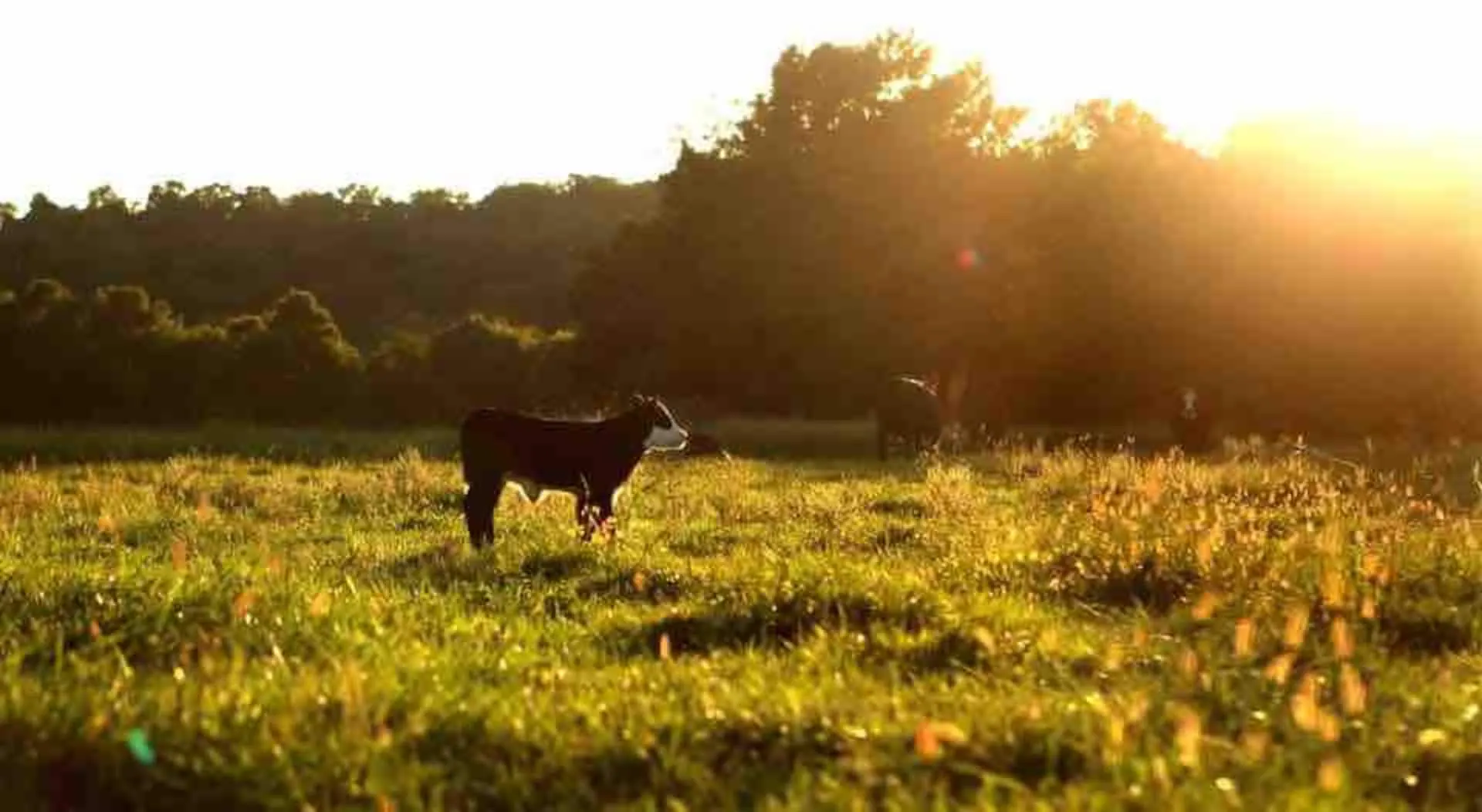 A single cow in the pasture as the sun bursts through the treeline