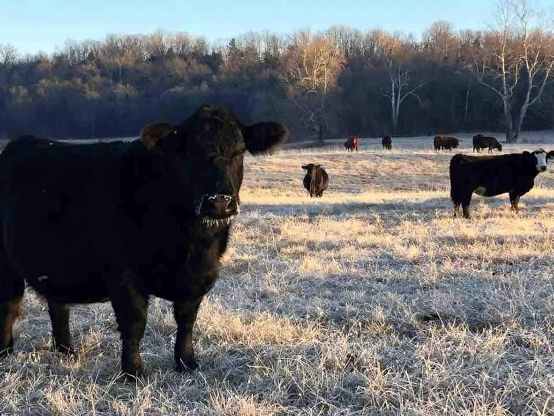 A black Angus cow looking up on a frosty morning in the winter pasture