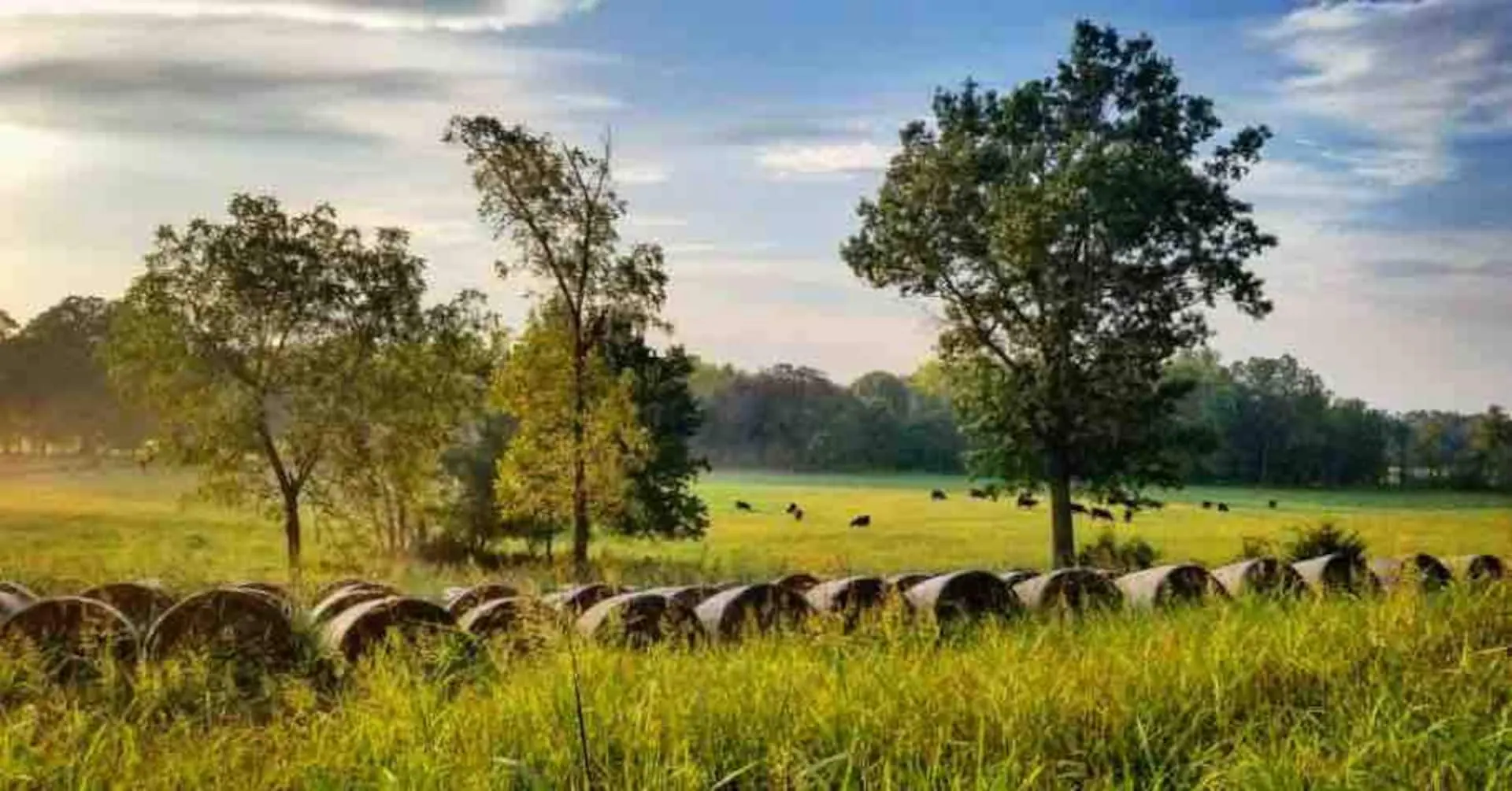 Round hay bales lined along a Polk County hayfield with cattle grazing beneath mature oaks