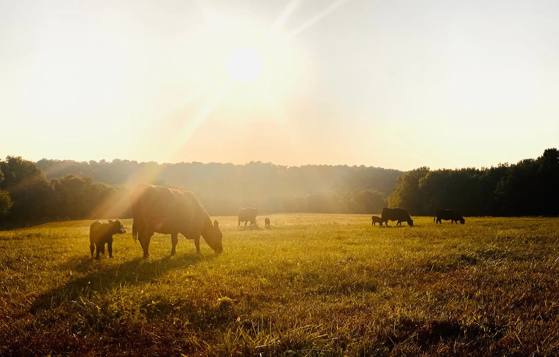 Cattle grazing in golden morning light with the rolling Ozark hills behind them