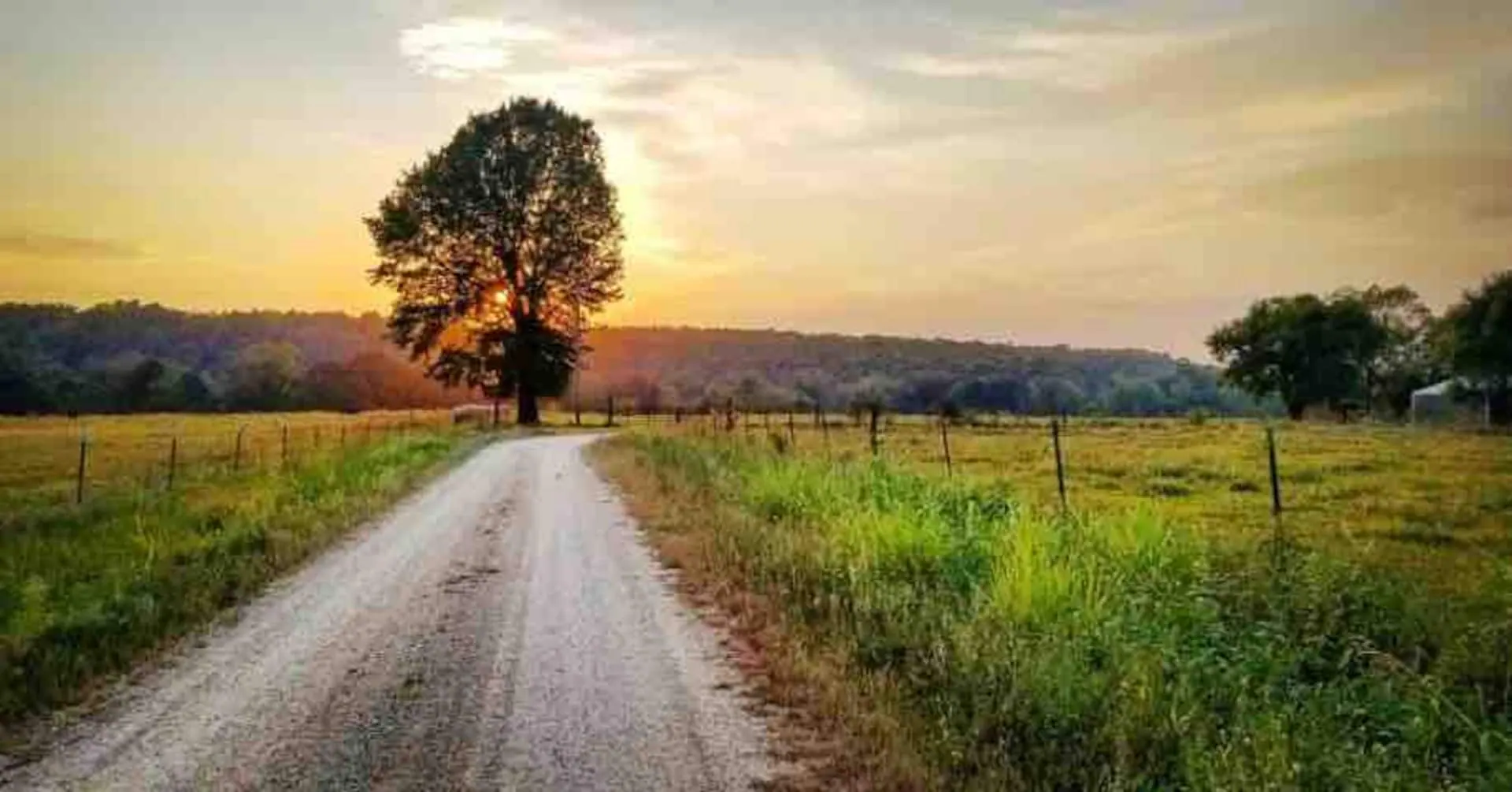 A lone tree at sunset above the gravel lane and hay meadows on the north side of the property