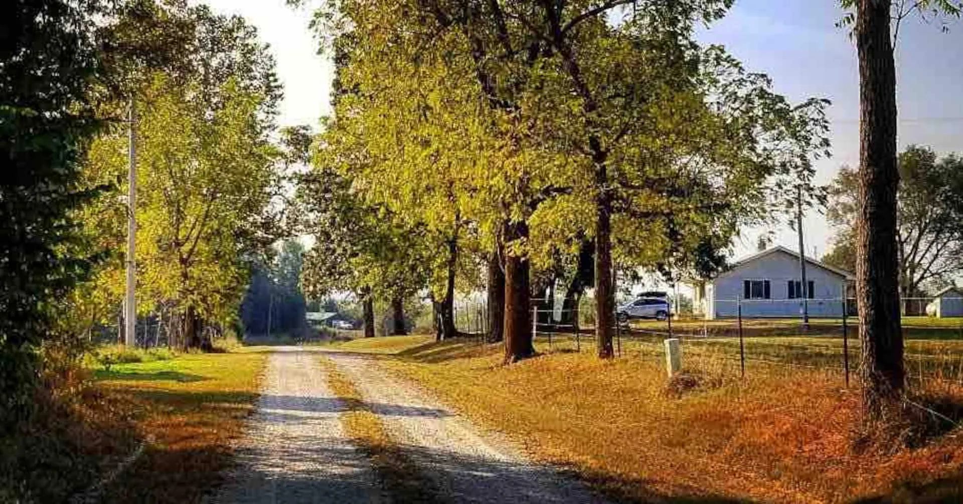 Tree-lined gravel drive in fall color leading to the white farmhouse